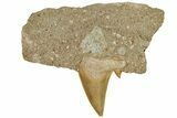 Otodus Shark Tooth Fossil in Rock - Morocco #230938-1